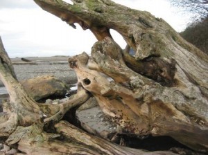driftwood4