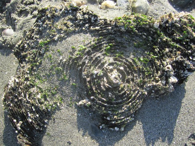 an eroded piling at Golden Gardens