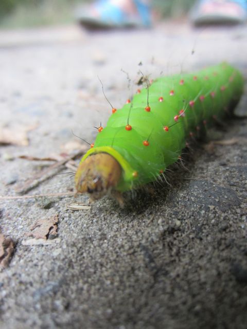 a new friend we made along the trail