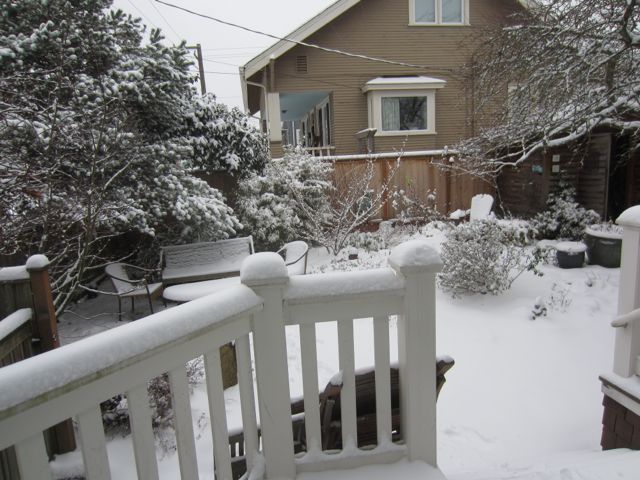 our snow covered back yard