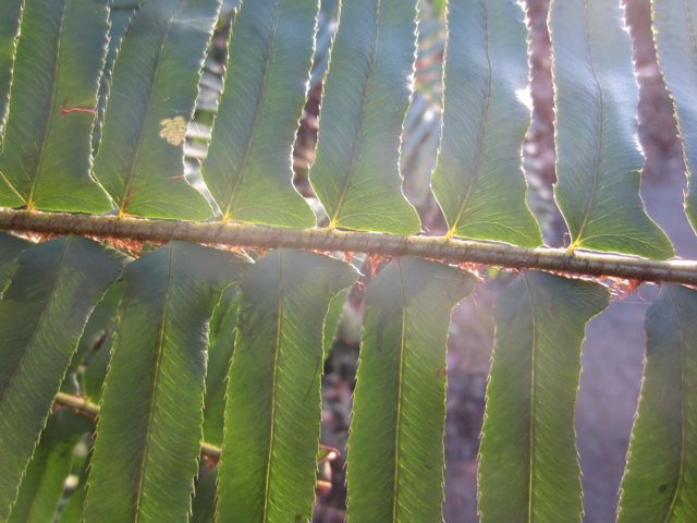 crazy fern lady shot