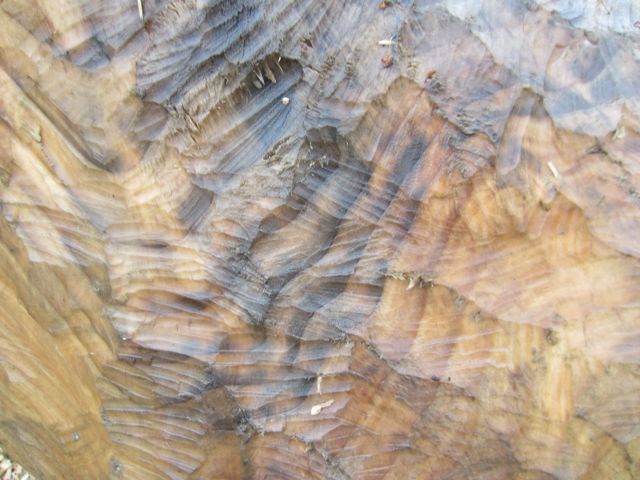 the stump sculpted by beaver teeth