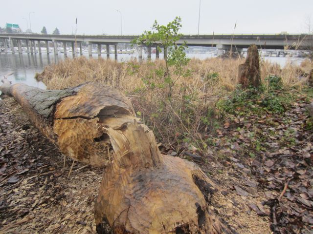 Cottonwood tree felled by beaver with the 520 bridge in the background