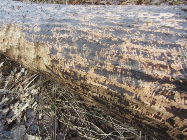 characteristic teeth marks of the beaver on the tree's inner bark