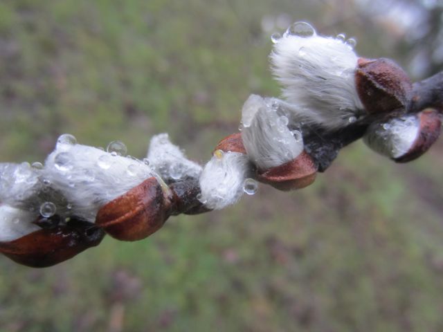 fine mist on the pussy willows, a sign of Spring