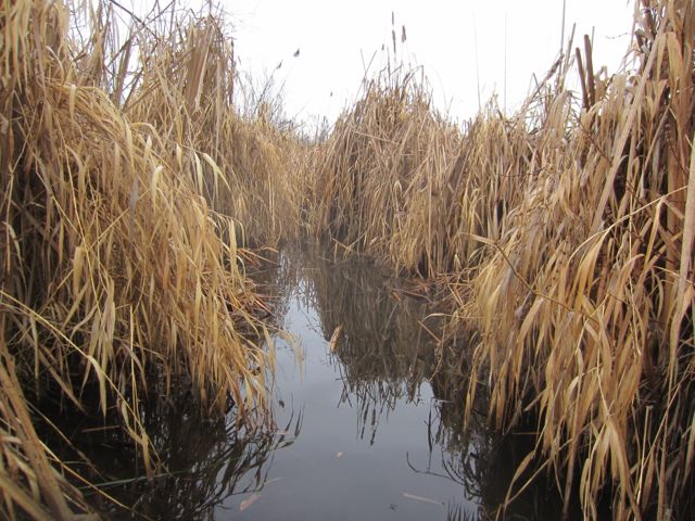 an inlet in the cattails created by the beaver