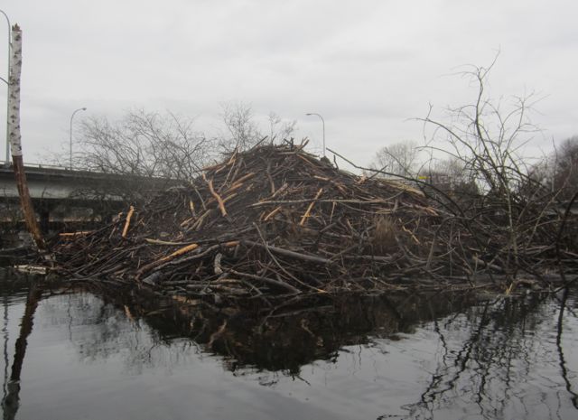 a huge beaver lodge right next to the freeway!