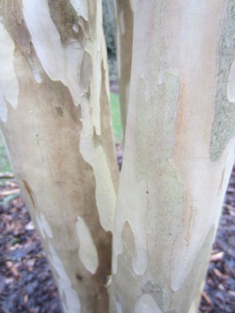 I've forgotten the name of these trees but we talked about them as street trees. can anybody help?