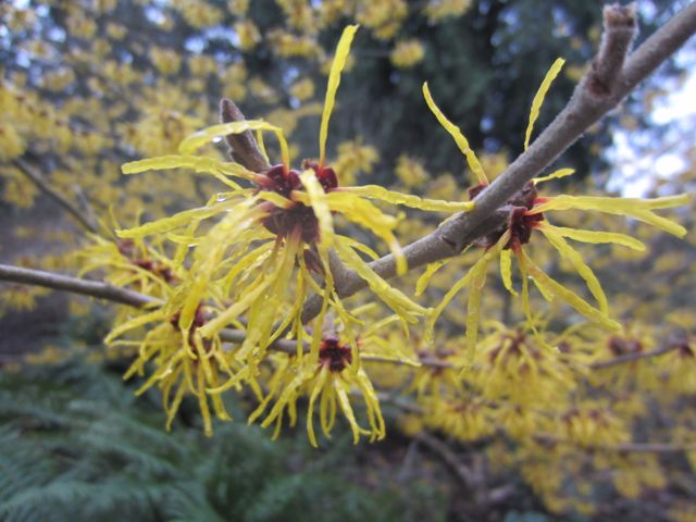 Hammamaelis mollis, or Chinese Witch Hazel, in full bloom