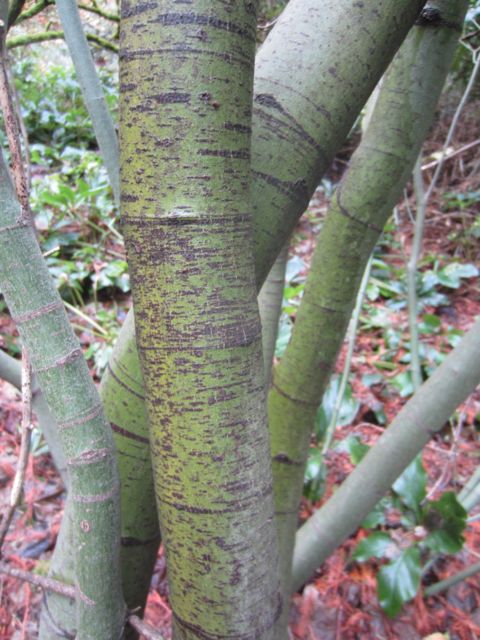 our native vine maple