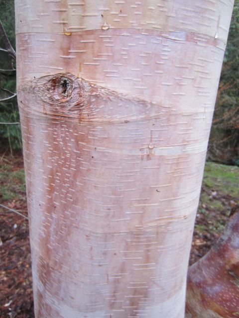 the luminscent bark of the chinese birch