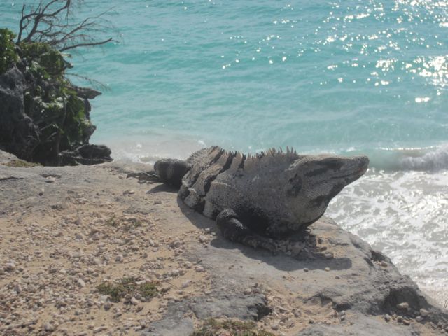 we saw a lot of these guys at Tulum