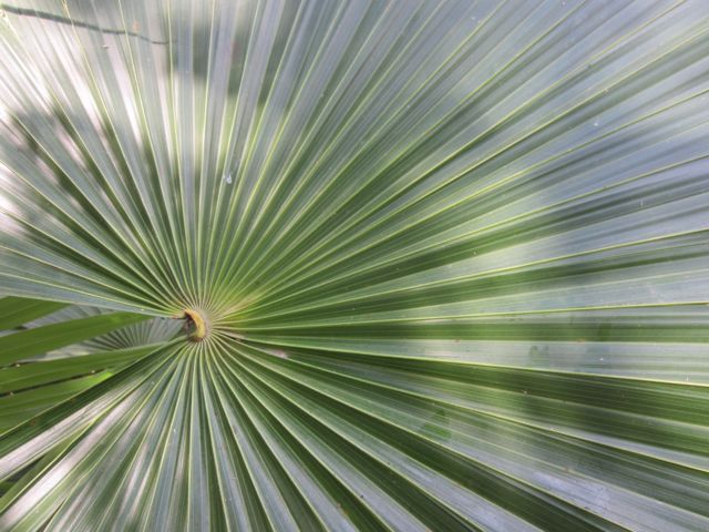 the precise architexture of the fan palm