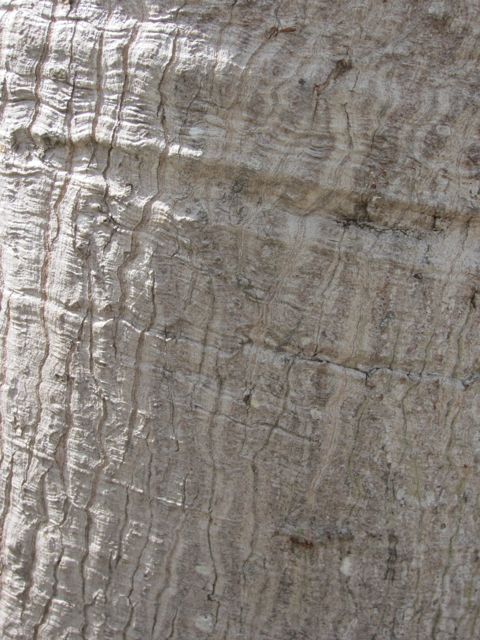 textured trunk at Chichen Itza