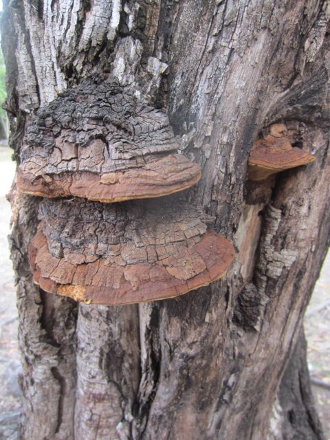 they have shelf fungus in Central America, too
