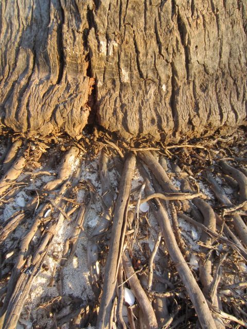 coconut palm trunk and exposed roots