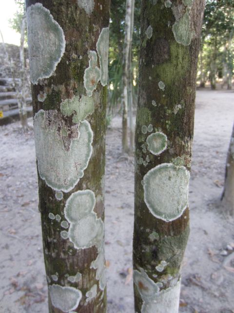 beautiful lichen at Coba