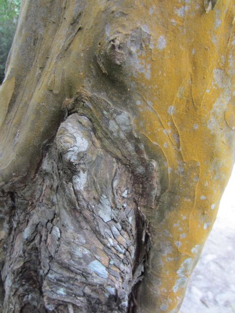 here the live outer layer of bark is growing around a dead area