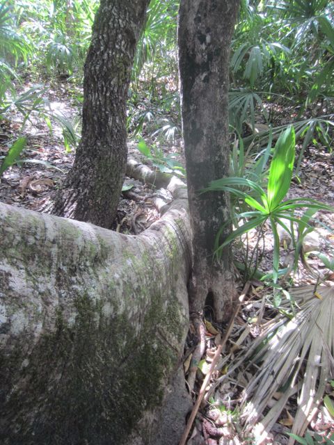 a massive root snaking its way between two smaller trees