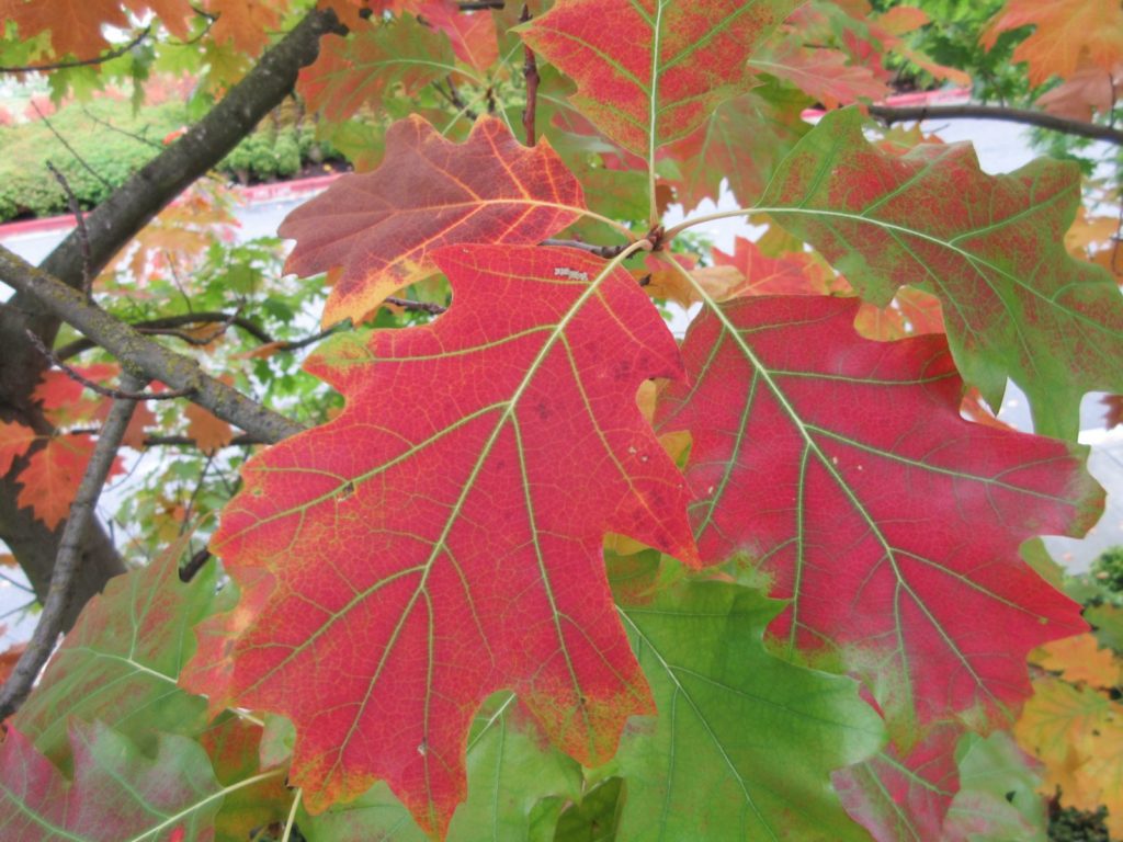 fall leaves